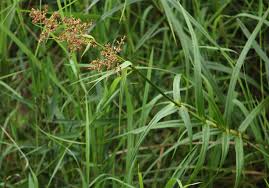 Image result for Scleria poiformis