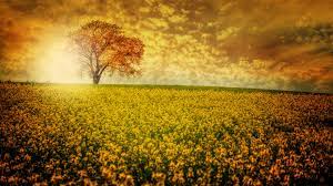 Ultra Hd Wallpaper 8k Resolution 7680x4320 Nature Flower Field Beautiful Scenery Wallpaper Scenery Wallpaper Flower Field