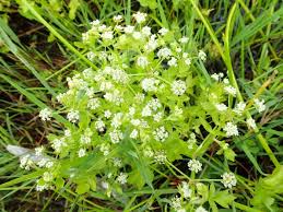Image result for Apium graveolens