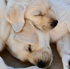 Search for golden retriever rescue dogs for adoption near parker, colorado. Labalicious Pups