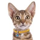 Purrfurdots Ocicats - Ocicat Breeder: Domestic Spotted ...