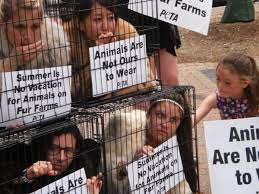 Image result for peta protests