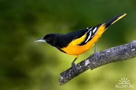 Oriole Shows Symbolizes New Occurrences In Life A Sense Of Joy In The World Deep Relation To All Things In The Natu Backyard Birds Cute Birds Bird Pictures