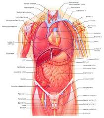 The internal organs an organ is a collection of tissues that has a specific role to play in the human body. The Internal Organs Of The Human Body Koibana Info Body Organs Diagram Human Body Diagram Human Body Organs