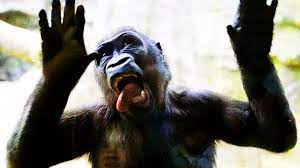 Find the perfect funny gorilla stock photo. Gorillas Pranking Humans 2017 Funny Pets Youtube