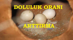 Kizginlik Yumurtasi Nedir Youtube