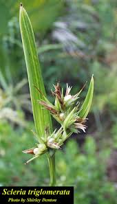 Image result for Scleria sp.no.1