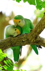 L A Naturaleza Nos Ensena El Amor De Dios Pretty Birds Beautiful Birds Pet Birds