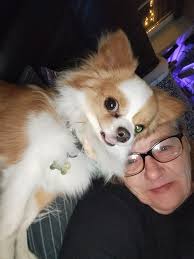 Chihuahua "Just hanging around, small dog, big attitude, endless  entertainment!"