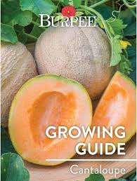 Watch as giant eagle executive chef john shows you how to choose a ripe cantaloupe or honeydew melon, and then sho. Learn About Cantaloupe Burpee