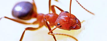What To Do When Ants Bite Gecko Green