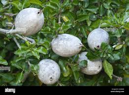 Image result for Gardenia ternifolia