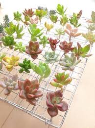 増やせるって知ってた 多肉植物の増やし方を教えるよ キナリノ