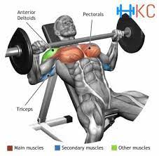 We did not find results for: How To Perform Barbell Incline Bench Press Health Kart Club