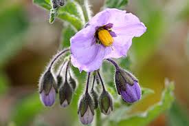 Image result for Solanum