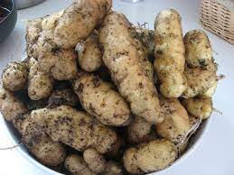 Tracy hosselkuss, lower elwha tribe, talked about ozette potatoes. Harvesting My First Small Crop Of Makah Ozette Potatoes Brinylife