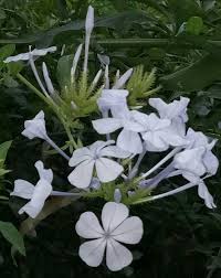 Image result for Coleus sessilifolius