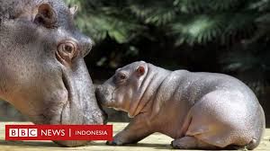 Mengetahui ciri ciri ikan guppy mau beranak merupakan hal yang sangat penting. Berapa Jumlah Hewan Yang Lahir Setiap Hari Di Dunia Bbc News Indonesia