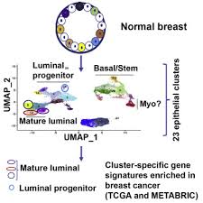 We have a record for a mutalib wan abd living at an address in loughborough le11. A Single Cell Atlas Of The Healthy Breast Tissues Reveals Clinically Relevant Clusters Of Breast Epithelial Cells Sciencedirect