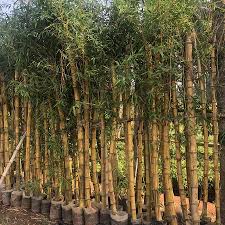 Image result for Bambusa vulgaris