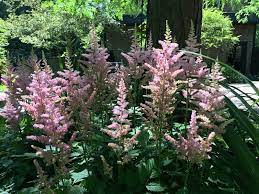 How To Deadhead An Astilbe