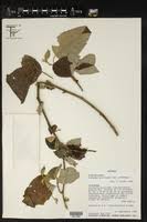 Image result for Acalypha clutioides