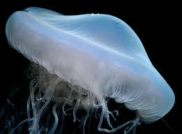 The pink meanie jellyfish was first observed in large groups in the gulf of mexico in 2000. Drymonema Larsoni Bayha And Dawson 2010 Pink Meanie