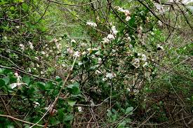 Image result for Hyperacanthus amoenus