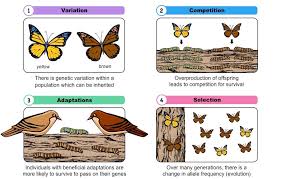 Each natural selection darwins five points is combined with handy teachers notes with answers. Natural Selection Bioninja