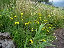 Image result for Schizochilus