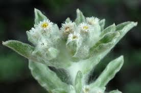 Image result for Gnaphalium