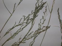 Image result for Sporobolus coromandelianus