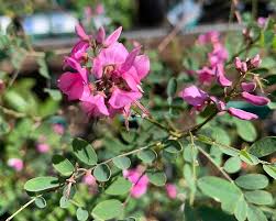 Image result for Indigofera alternans