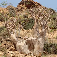 Image result for Farquharia