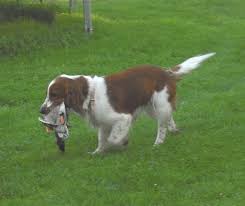 Image result for velššpringršpaněl