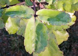 Image result for Kalanchoe pinnata