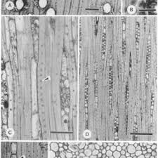 Image result for Monotes glaber