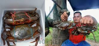 We did not find results for: Mampu Raih Rm10 000 Sebulan Lelaki Ini Ternak Ketam Nipah Di Tebing Sungai Kelantan Yoy Network