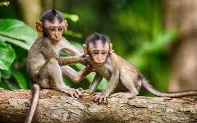Buy the best and latest interactive pet monkey on banggood.com offer the quality interactive pet monkey on sale with worldwide free shipping. Bangalore Monkey Catchers Charging High Whatshot Bangalore