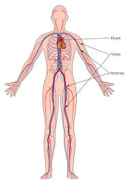 The central nervous system is composed of blank tissue in the blank and blank. Lesson Worksheet The Heart And The Blood Vessels Nagwa