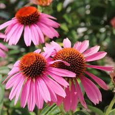 Echinacea Purpurea Echinacea Purpurea Echinacea Echinacea Benefits
