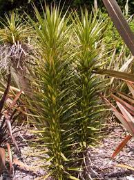 We did not find results for: Dwarf Cabbage Tree Horticultural Use Of Native Plants Te Ara Encyclopedia Of New Zealand