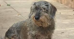 Gardeners' World favourite Monty Don reveals dog has died | Hereford Times