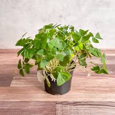 Image result for Oxalis oligotricha
