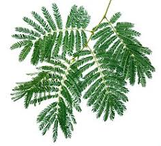 Image result for Acacia ataxacantha