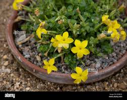 Image result for Sebaea sedoides