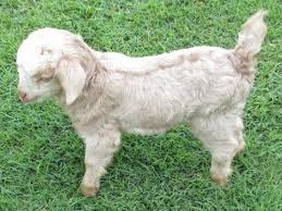 Buy and sell almost anything on gumtree classifieds. Saffron Hill Miniature Goat Stud Home Facebook