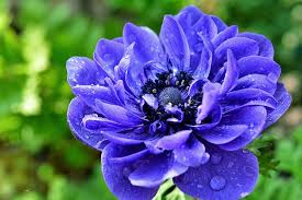 Check spelling or type a new query. Top 10 Most Beautiful Flowers In The World Nature Enjoy Your Lifespan