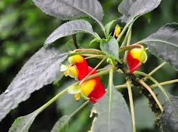 Image result for Impatiens niamniamensis