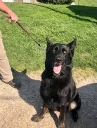 By shaina mugford | may 27, 2021 | dogs available for adoption. Dogs For Adoption Near Ellsworth Me Petfinder